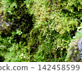 Moss growing on mossy rocks 142458599