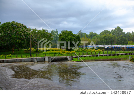 公園廣場和鬱鬱蔥蔥的樹木，被雨水弄濕。 142458987