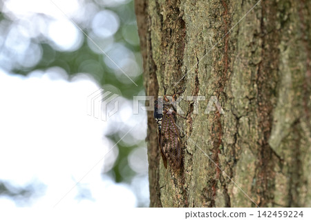Brown cicada Brown cicada 142459224