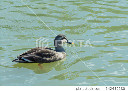 A side view of a mallard swimming on calm water. A side view of a mallard swimming on calm water. 142459280