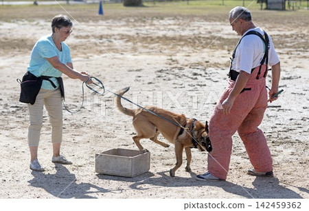 training of belgian shepherd training of belgian shepherd 142459362