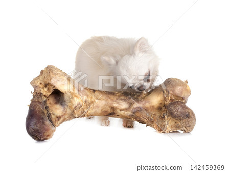 chihuahua in studio 142459369