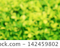 Abstract blur green leaves bokeh texture background 142459802
