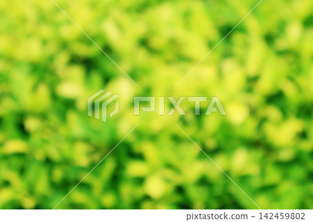 Abstract blur green leaves bokeh texture background Abstract blur green leaves bokeh texture background 142459802