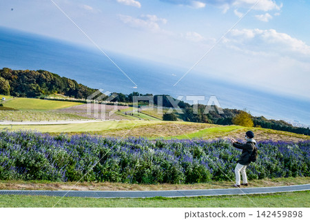 淡路島、淡路花敷縣立公園風光 淡路島、淡路花敷縣立公園風光 142459898