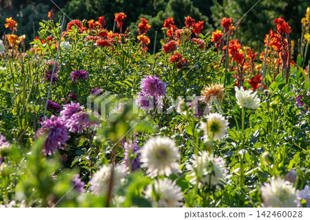 Dahlias bloom in the garden. Bud and bush Dahlia flower Dahlias bloom in the garden. Bud and bush Dahlia flower 142460028