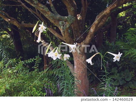 New trumpet lilies like the flowers on a tree New trumpet lilies like the flowers on a tree 142460029