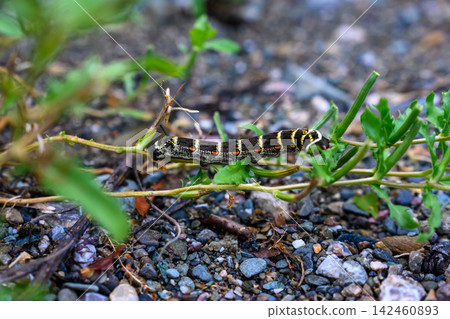 Caterpillar on the grass Caterpillar on the grass 142460893