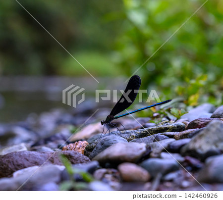 A dragonfly perched on a stone by the river. A dragonfly perched on a stone by the river. 142460926