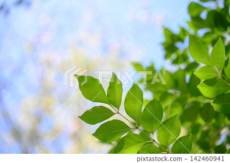 Sunlight filtering through the trees, blue sky, and fresh green leaves. Sunlight filtering through the trees, blue sky, and fresh green leaves. 142460941