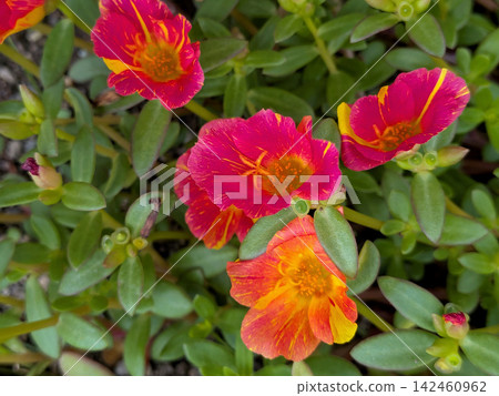 Portulaca flowers bloom in vibrant red and yellow. Portulaca flowers bloom in vibrant red and yellow. 142460962