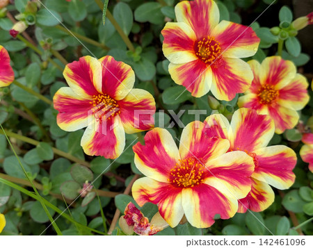 馬齒莧花，鮮豔的紅色和黃色圖案 142461096