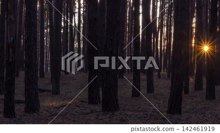 Pine forest with the last of the sun shining through the trees timelapse. Pine forest with the last of the sun shining through the trees timelapse. 142461919