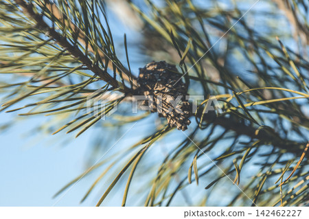 Pine tree with pine cones in the early sunny springtime forest, blue sky background, shallow depth of the field. Pine tree with pine cones in the early sunny springtime forest, blue sky background, shallow depth of the field. 142462227