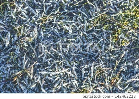 Green grass with frozen sunny early spring backdrop, blurred scene with selective focus, shallow depth of the field 142462228