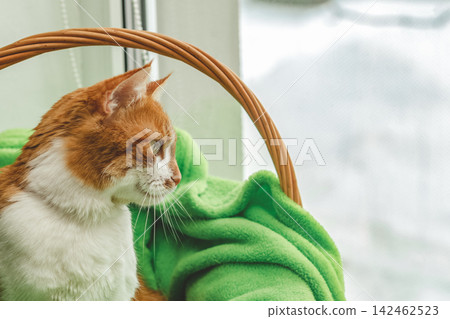 Red-and-white kitty is peaceful slumbering at the new green plaid on the windowsill. Cozy home concept. Close up. Red-and-white kitty is peaceful slumbering at the new green plaid on the windowsill. Cozy home concept. Close up. 142462523