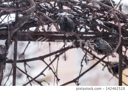 Many common european starling birds on grape vine while snowfall Many common european starling birds on grape vine while snowfall 142462528