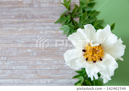 Decorative white peony flower on green pastel background Decorative white peony flower on green pastel background 142462546