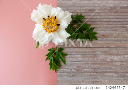 Decorative white peony flower on rustic wooden background Decorative white peony flower on rustic wooden background 142462547