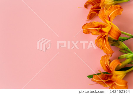 Decorative daylily floral border on pastel pink background Decorative daylily floral border on pastel pink background 142462564