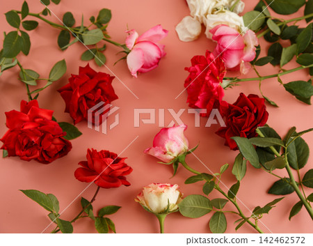 Beautiful red and white roses on pastel pink background Beautiful red and white roses on pastel pink background 142462572