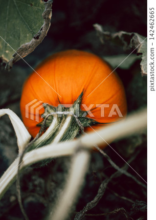 Ripe pumpkins growing among green vines in an autumn garden, seasonal harvest, locally grown produce, organic gardening, sustainable food, natural textures and rustic farm-to-table lifestyle Ripe pumpkins growing among green vines in an autumn garden, seasonal harvest, locally grown produce, organic gardening, sustainable food, natural textures and rustic farm-to-table lifestyle 142462665