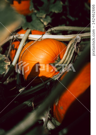 Ripe pumpkins growing among green vines in an autumn garden, seasonal harvest, locally grown produce, organic gardening, sustainable food, natural textures and rustic farm-to-table lifestyle Ripe pumpkins growing among green vines in an autumn garden, seasonal harvest, locally grown produce, organic gardening, sustainable food, natural textures and rustic farm-to-table lifestyle 142462666