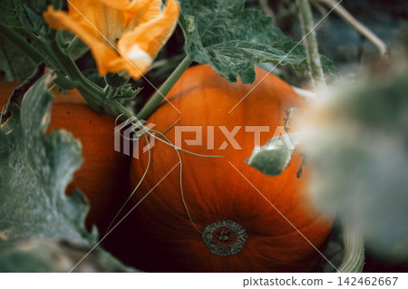 Ripe pumpkins growing among green vines in an autumn garden, seasonal harvest, locally grown produce, organic gardening, sustainable food, natural textures and rustic farm-to-table lifestyle 142462667