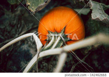 Ripe pumpkins growing among green vines in an autumn garden, seasonal harvest, locally grown produce, organic gardening, sustainable food, natural textures and rustic farm-to-table lifestyle Ripe pumpkins growing among green vines in an autumn garden, seasonal harvest, locally grown produce, organic gardening, sustainable food, natural textures and rustic farm-to-table lifestyle 142462668