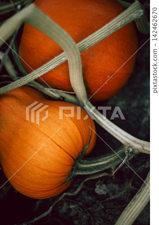 Ripe pumpkins growing among green vines in an autumn garden, seasonal harvest, locally grown produce, organic gardening, sustainable food, natural textures and rustic farm-to-table lifestyle Ripe pumpkins growing among green vines in an autumn garden, seasonal harvest, locally grown produce, organic gardening, sustainable food, natural textures and rustic farm-to-table lifestyle 142462670