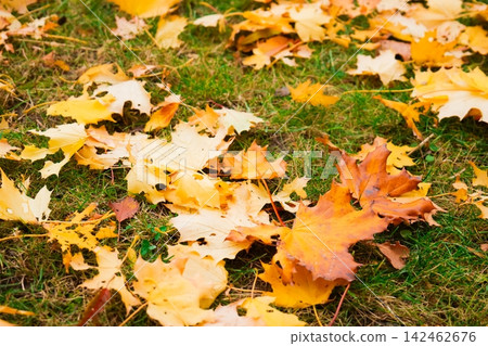 Autumn leaves scattered on green grass forming natural seasonal background for design and wallpapers. Autumn leaves scattered on green grass forming natural seasonal background for design and wallpapers. 142462676