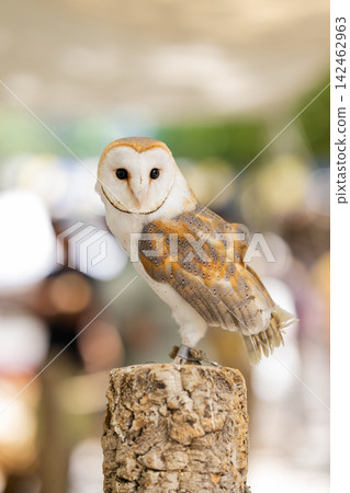 Barn owl perched on a tree stump during a wildlife event in a park on a sunny day Barn owl perched on a tree stump during a wildlife event in a park on a sunny day 142462963