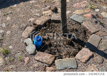 Newly Planted Urban Tree with Blue Irrigation Pipe Surrounded by Natural Stone Paving and Gravel 142463158