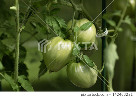 Young tomatoes in greenhouse closeup. Green tomatoes on a bush. Organic vegetables. Young tomatoes in greenhouse closeup. Green tomatoes on a bush. Organic vegetables. 142463281