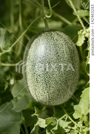 Young green melon growing in the garden closeup. Organic melon hanging in the green foliage. Young green melon growing in the garden closeup. Organic melon hanging in the green foliage. 142463283