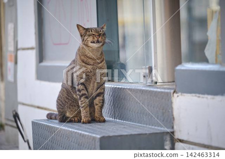 Smiling Tabby Cat Sitting on Steps Smiling Tabby Cat Sitting on Steps 142463314