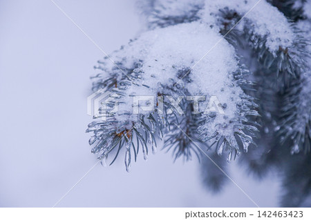 Frosty Pine Branch Covered in Snow and Ice 142463423