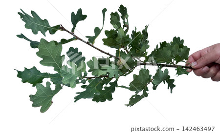 Hand holding an oak tree branch with a single acorn isolated on white Hand holding an oak tree branch with a single acorn isolated on white 142463497