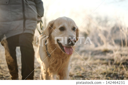Girl Walking With Adorable Golden Retriever Dog At Frosty Mornin Girl Walking With Adorable Golden Retriever Dog At Frosty Mornin 142464231