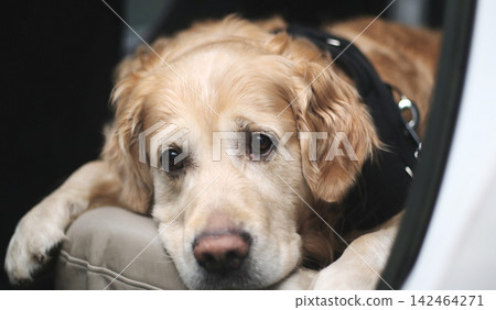 Adorable Golden Retriever Resting On Back Seat Adorable Golden Retriever Resting On Back Seat 142464271