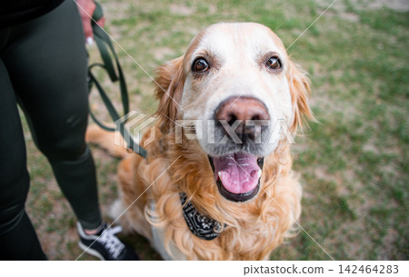 Portrait Of Adorable Golden Retriever Dog Portrait Of Adorable Golden Retriever Dog 142464283