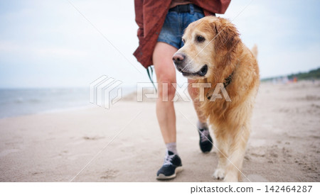 Woman Walking With Adorable Golden Retriever Dog On Sandy Coastl Woman Walking With Adorable Golden Retriever Dog On Sandy Coastl 142464287