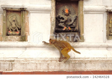 Rhesus monkeys walking in front of Buddhist stone sculptures in Swayambhunath, Nepal Rhesus monkeys walking in front of Buddhist stone sculptures in Swayambhunath, Nepal 142464328