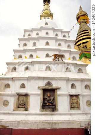 在斯瓦揚布納特寺,獼猴在白色佛塔周圍漫步。 在斯瓦揚布納特寺,獼猴在白色佛塔周圍漫步。 142464329