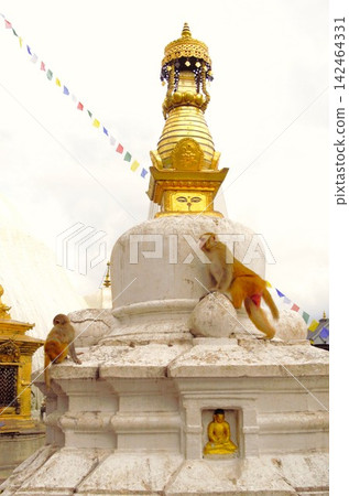 The stupas and rhesus monkeys of Swayambhunath, a World Heritage Site, Nepal The stupas and rhesus monkeys of Swayambhunath, a World Heritage Site, Nepal 142464331