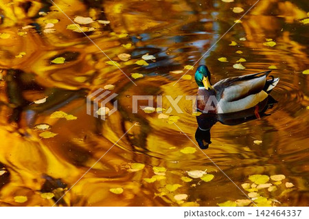 Drake duck washes in the Karpiev pond in the Summer Garden in clear autumn sunny day, an incredible reflection of yellow leaves on the surface of the water, Russia, Saint Petersburg Drake duck washes in the Karpiev pond in the Summer Garden in clear autumn sunny day, an incredible reflection of yellow leaves on the surface of the water, Russia, Saint Petersburg 142464337