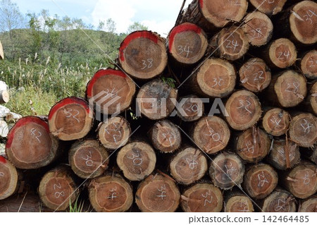 山形縣莊內杉砍伐原木 142464485