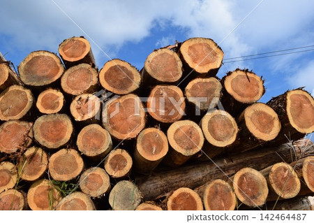Logs of cut cedar Shonai, Yamagata Prefecture Logs of cut cedar Shonai, Yamagata Prefecture 142464487