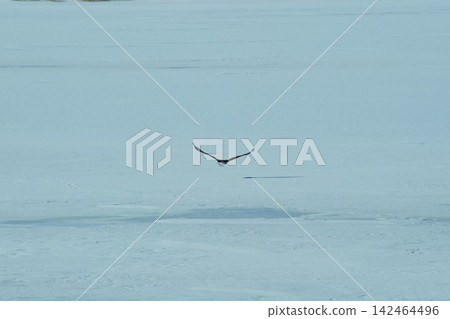 A Steller's sea eagle soars low over a snow-covered field in Kayanuma, Hokkaido. A Steller's sea eagle soars low over a snow-covered field in Kayanuma, Hokkaido. 142464496