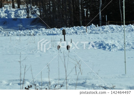 兩隻丹頂鶴在北海道茅沼站的雪地上行走。 兩隻丹頂鶴在北海道茅沼站的雪地上行走。 142464497